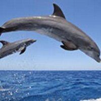 ochieng james (@ochiengjames8) 's Twitter Profile