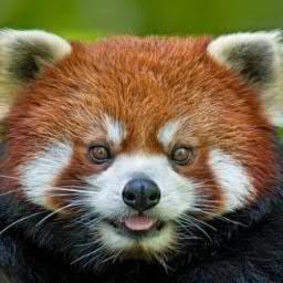 Alliance13's profile picture. 