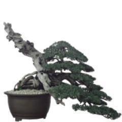 Bonsaizukan's profile picture. ちょっとした盆栽知識を紹介するボットです。自サイトの宣伝もかねて、ちょっとでも多くの人が盆栽に興味を持てば素敵だなぁと思って作ったボットです。メインアカウントは@bonsai_journalで、そちらでは盆栽展示会情報などの最新記事をお伝えしています。