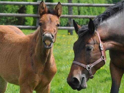 Allevamento cavalli sport equestri - Francia - Italia - Germania
*
Equestrian Sport Horse Breeding Stud
France - Germany - Italy
*
Elevage de chevaux de sp