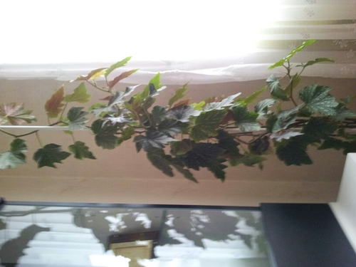 kanita68's profile picture. 