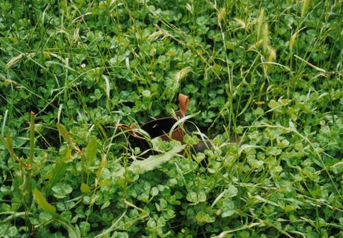 swrcrose's profile picture. Agricultural educator //Passionate about Agronomy! Opinions are my own.