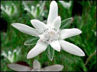 oyanarteduardo's profile picture. /Users/eduardooyanarte/Desktop/Unknown.jpeg