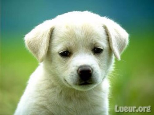 Bebe Chien Http T Co Ety1amcvme Bebe Chien Http T Co Ety1amcvme