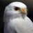 Tsorumi's profile image