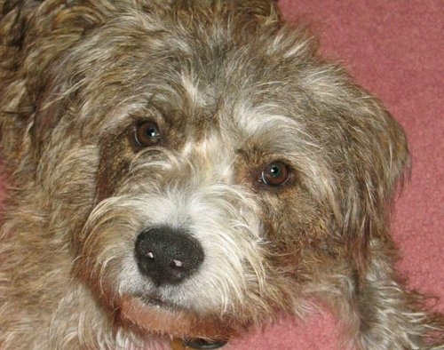 If you pick up a starving dog and make him prosperous, he will not bite you. This is the principal difference between a dog and a man. - Mark Twain
