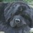Briansheron5's profile image