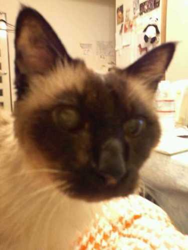 アイコンの猫アトラ♂は腎不全で3年間の闘病をし2013年9月13日に19歳10ヶ月で旅立ちました。2022年4月保護猫（仮称サバオ）男の子を迎えました。ゆうと名付けました。