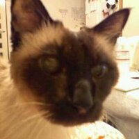 アトラ (@atora18) 's Twitter Profile