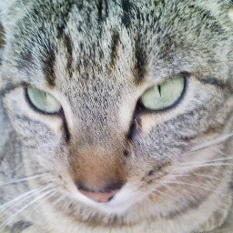 gonta72mx's profile picture. 限界零細塾長👈元専門学校教師&日本語教師🦖二児のパパ