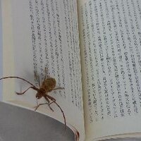 Nic moc（近刊『生き物の死なせ方』） (@s_watanave) Twitter profile photo