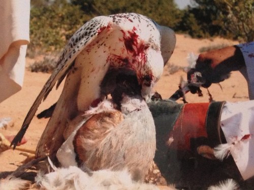 في الأرض عايش وماشي في مناكبها... والحمد والشكر للمعبود وزيادة ... ما حد رزقه بيد غيره ويطلبها ... الرزق عند الذي يرجونه اعباده ..