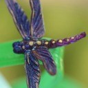 Veronica Rosso - @_VeronicaRosso_ - Twitter