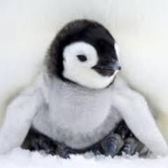 I am the first penguin to use a computer!!!