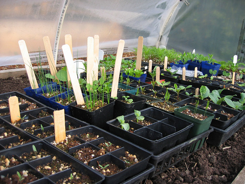 Growing our own food, one vegetable at a time!