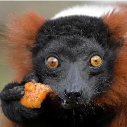 Arikujika's profile picture. чукча не писатель, чукча читатель