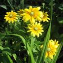 Tonya Lee Coppage - @TonyaLeeC - Twitter