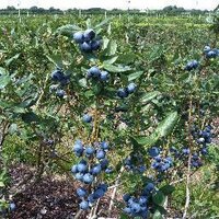 Florida Blueberries(@flablues) 's Twitter Profile Photo