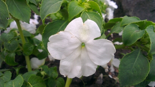 saniyaazzam's profile picture. 