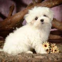 lpsgirl31123's profile picture. hey everyone it's pretty paws here so i like watching beauty by siena she rocks i love her videos