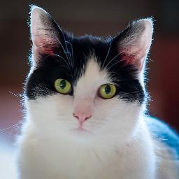 I like to talk, chase my catnip mouse and look out the window at Lowertown, Saint Paul. But snuggling is my favorite.