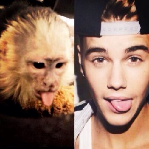 Justin Bieber's Pet Monkey.
Og Mally Bieber