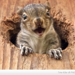 AsscoSquirrel's profile picture. You know, just your campus squirrel living at Assumption College