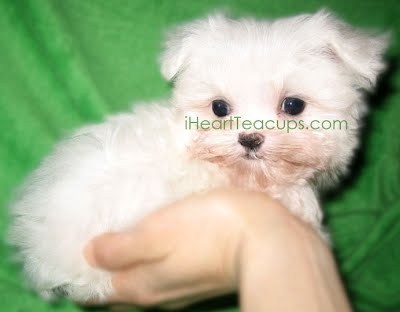 We have the tiniest and custest puppies in Los Angeles! We also specialized in the itty bitty luxury purse pocket Micro Teacup puppies.