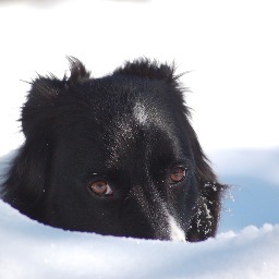 semperfidelis8's profile picture. escalade, ma chienne, escalade, mes amis, grimper avec les amis