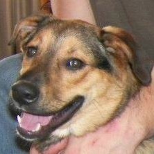OreskosDog's profile picture. 