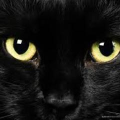 Black Kat