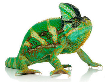 We take the guesswork out of reptile care