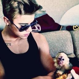 i'm a normal monkey