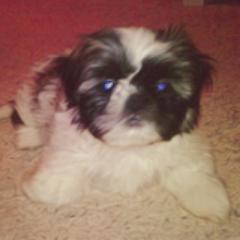 i'm @ddlovato & @maddielovesyou1's dog,Bella.love you . #Bellatics. ❤❤❤