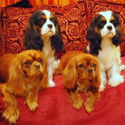 I am searching for new friends and communication all around the world! I love Cavalier King Charles Spaniels and do invite to follow me and I will follow back!