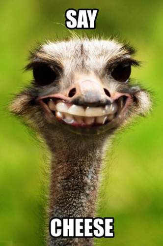 ostrich love