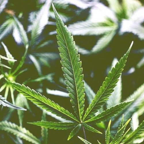Educational facts and jokes tailored for Stoners #iChief