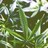 Marijuana_Facts's profile image
