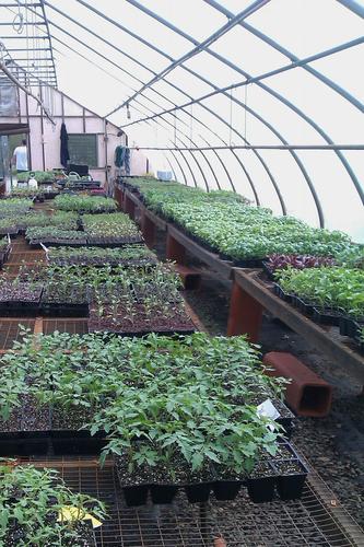 We are a non-GMO and pesticide free greenhouse company. We grow plants, lots of them. Farmers market vendors. We strictly use organic seed, soil, and fertilizer