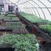 Lucayda Farm (@rhodeislandroot) Twitter profile photo