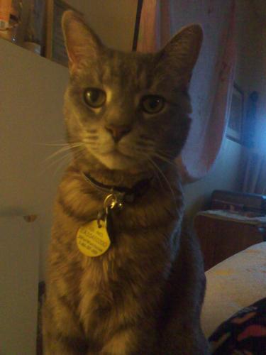 I was rescued from NYC and I now live with my mom @mcnrdnn outside of Buffalo.  I love doing my tricks when she gives me my fishy flakes.