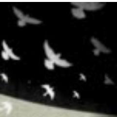 WhrShdBirdsFly's profile picture. Filmmaker Fida Qishta shows the impact of warfare and sanctions on a civilian population, & the struggles of these women in a world that is anything but normal