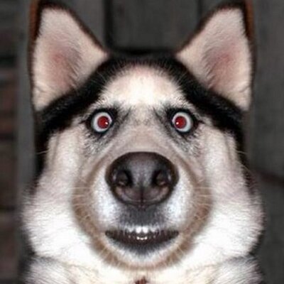 surprised dog (@suprisedwoof) / Twitter