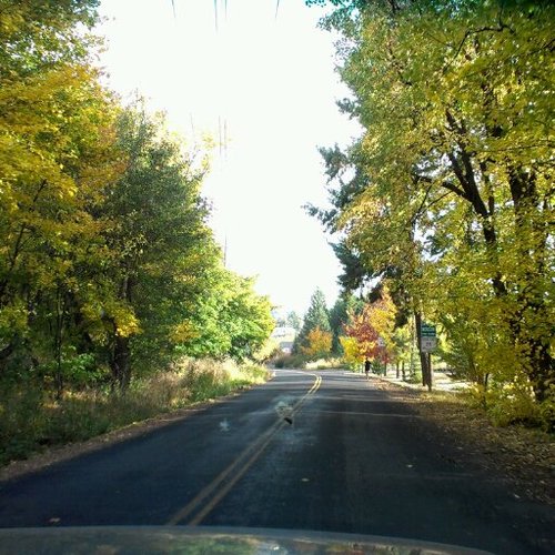 simplisticLexi's profile picture. 