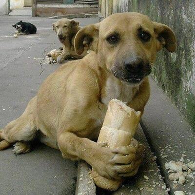 SoyCanequero's profile picture. Sé que tengo un talento oculto, el problema es como descubrirlo.  Quiero un helado.