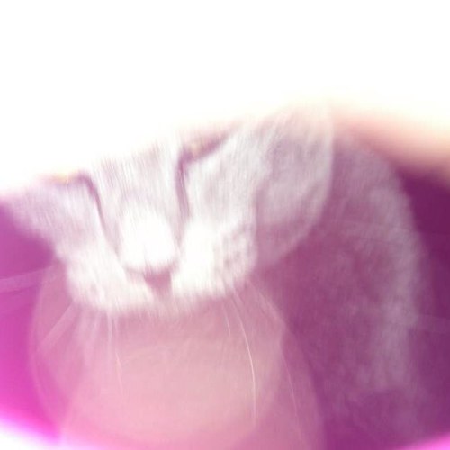 supshanedawson's profile picture. hi hello im brooke✌