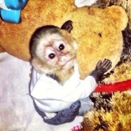 Just a normal monkey. ✌