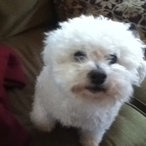 The offical page of Skippa Kippa. 1 part dog, 2 parts god.