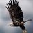 InvestmentSight's profile image