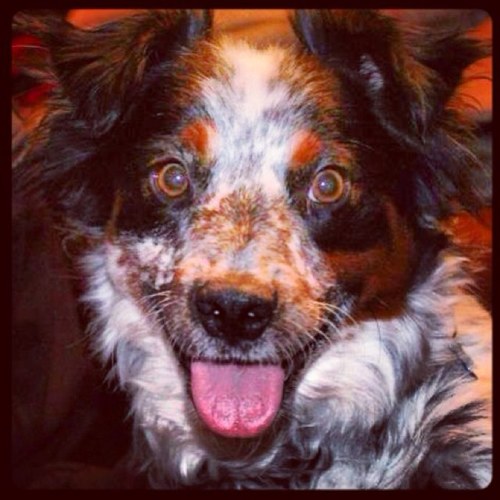 Quinn_rescued's profile picture. Rescued 3/7/13. Love my new family & want to share my story. Animal advocate. #Rescue #aussie #australianshepard #aussieposse
Instagram @justplainjanejones